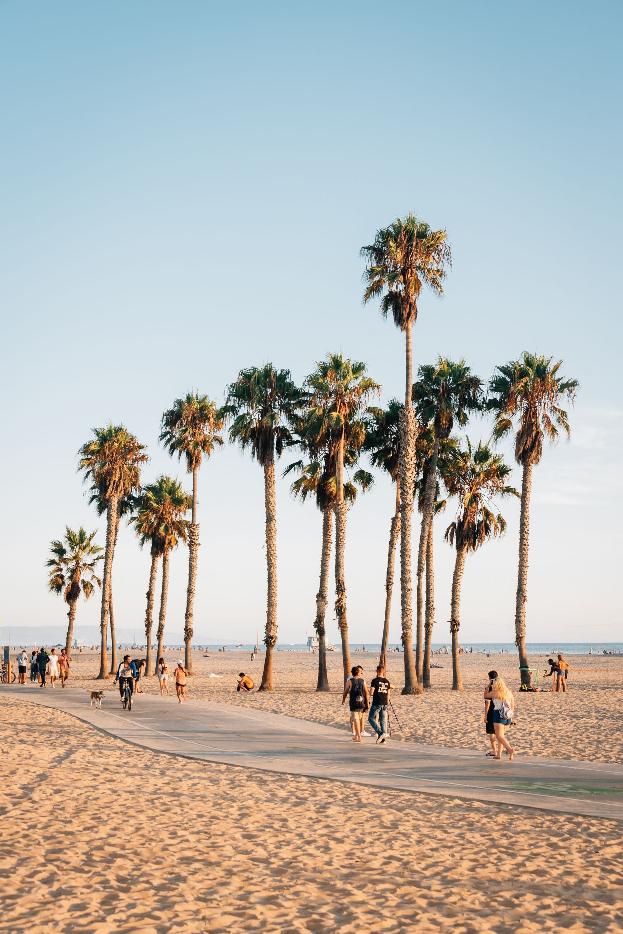 Palm-lined Santa Monica street scene